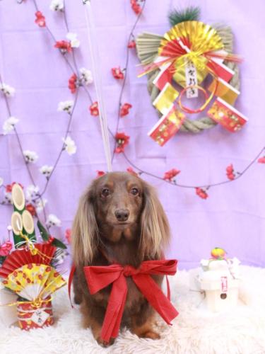 20230129はなまるくん